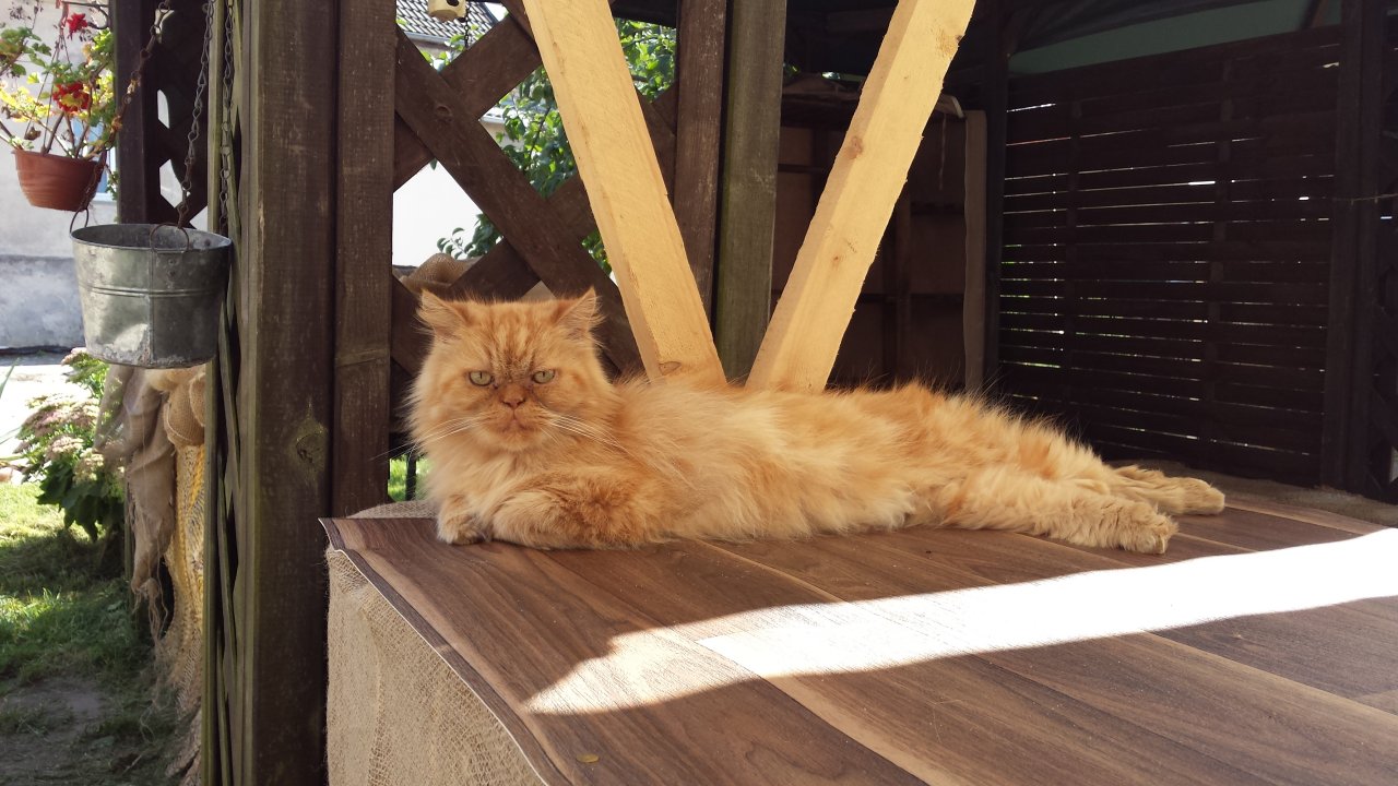 Gismo