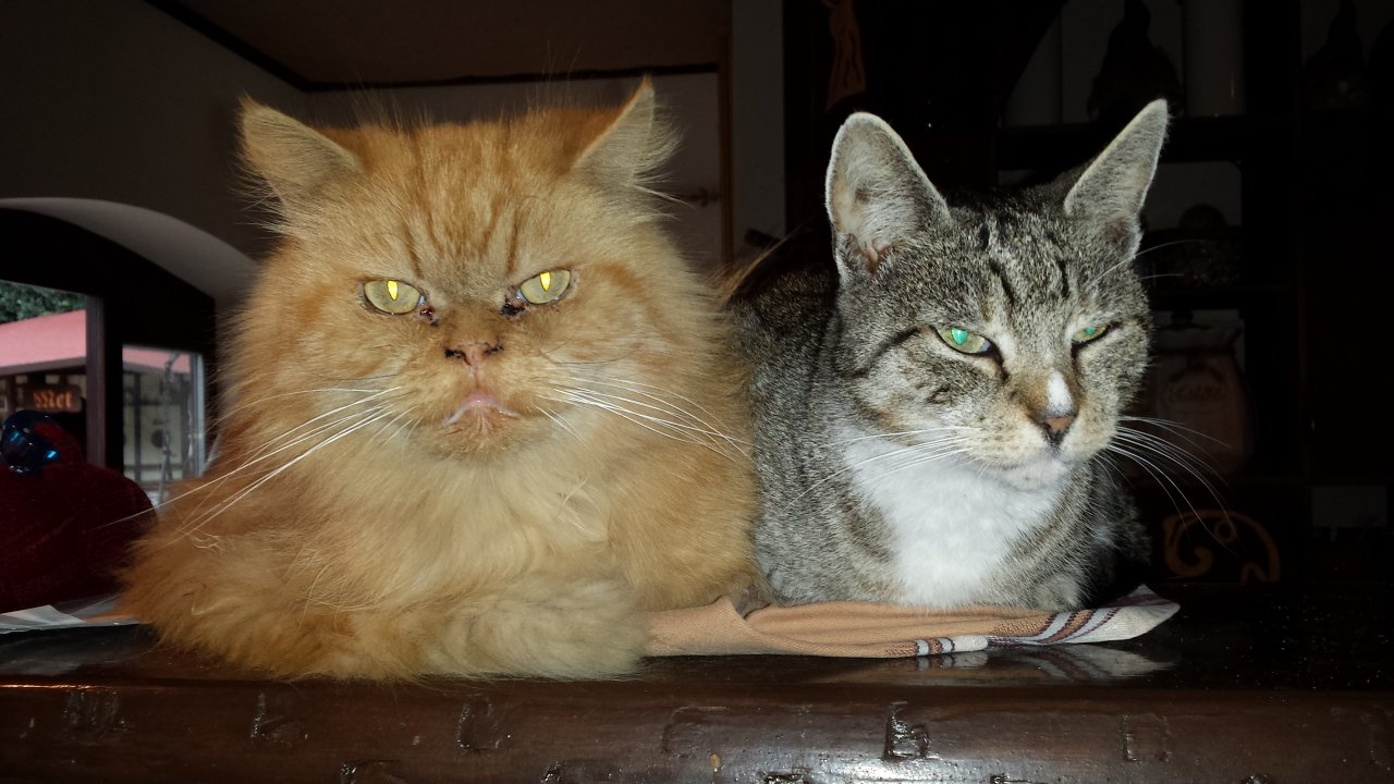 Gismo und Heike „bewachen“ das Essen