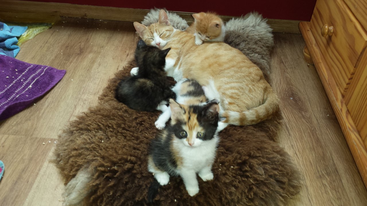 Merlina mit ihren vier Babies