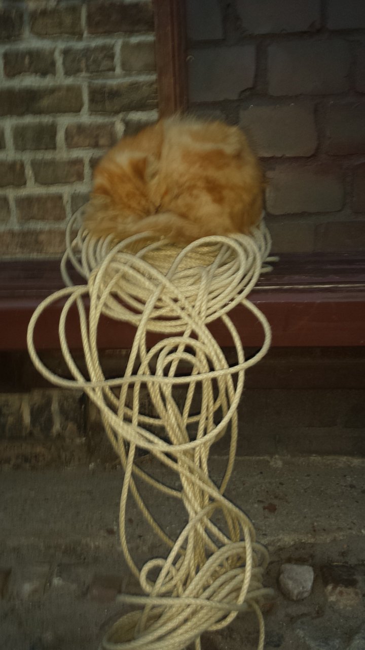 Gismo in Schlingen