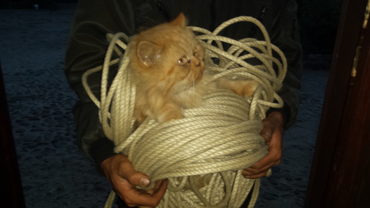 Gismo hat sich verheddert