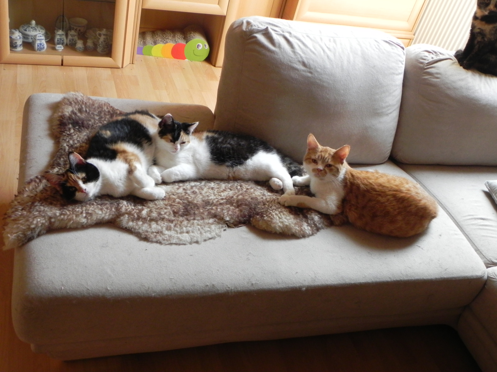Elli, Bella und Jack