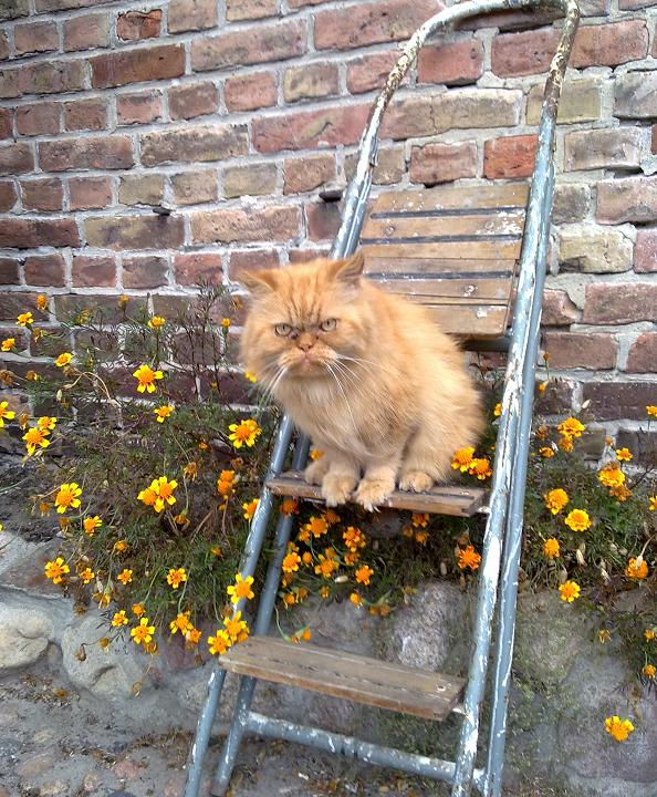 Gismo will hoch hinaus